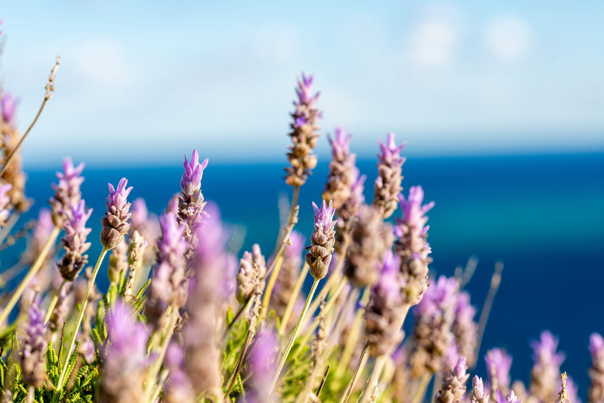 Natural Aroma